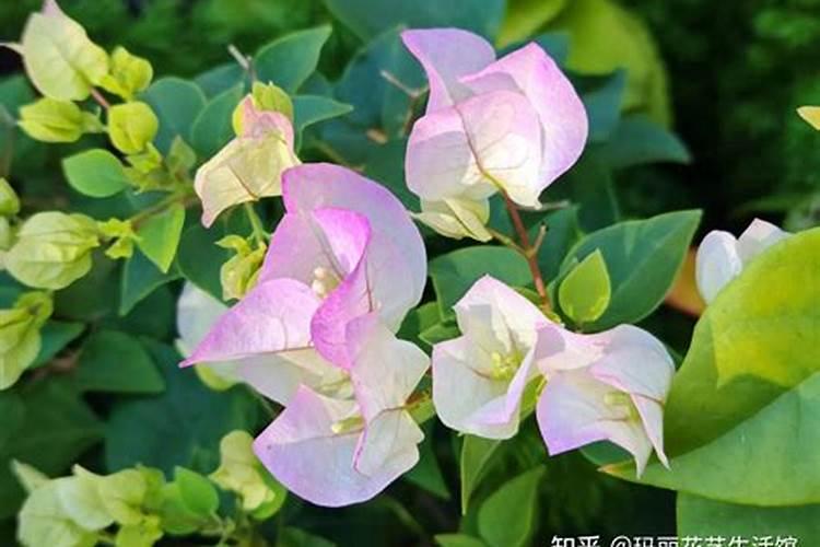 三角梅肥料过多叶子卷怎么办