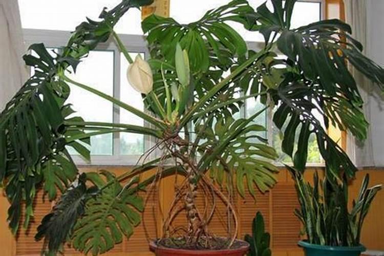 龟背竹施肥方法,用什么肥好