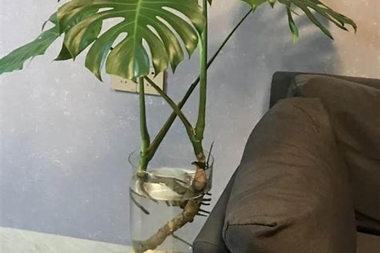 龟背竹施什么肥最好