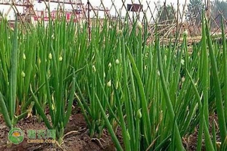 菊花施肥方法,用什么肥好