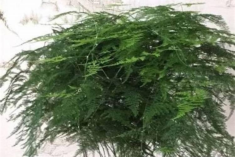 绿萝1把豆,文竹1勺糖,1个月嗖嗖爬墙!