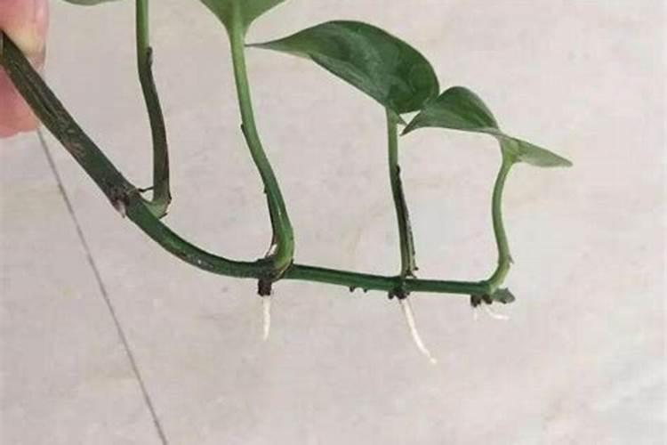 绿萝怎么施肥养长得快 绿萝如何施肥养长得快