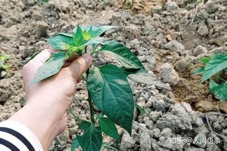 大蒜苗期发黄沤根、植株早衰,防治用什么肥好