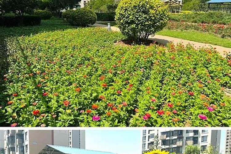 什么叶面肥效果好