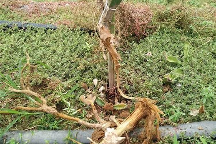 钾肥有哪些种类？