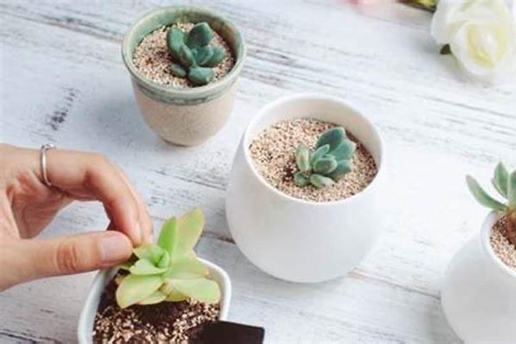 多肉最好的肥料是什么