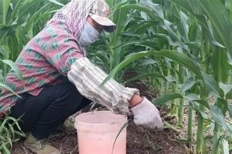 草莓苗移栽多久后可以施肥？