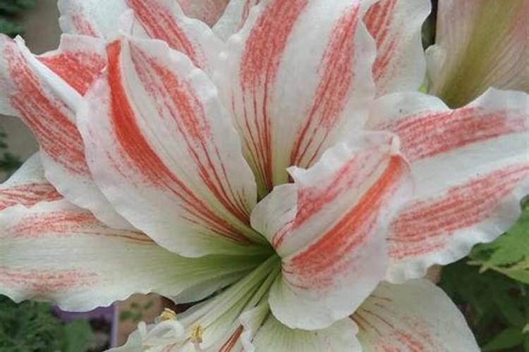 氮肥过多怎么解决