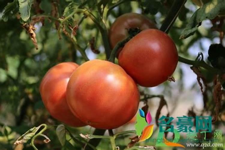 西红柿发酵后可以浇花吗西红柿发酵水可以浇什么花