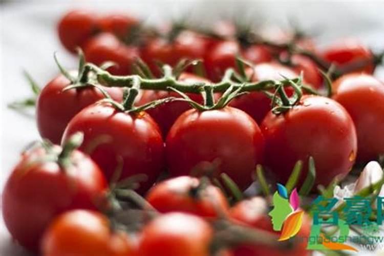 烂西红柿一个都不要扔 越烂越“值钱”