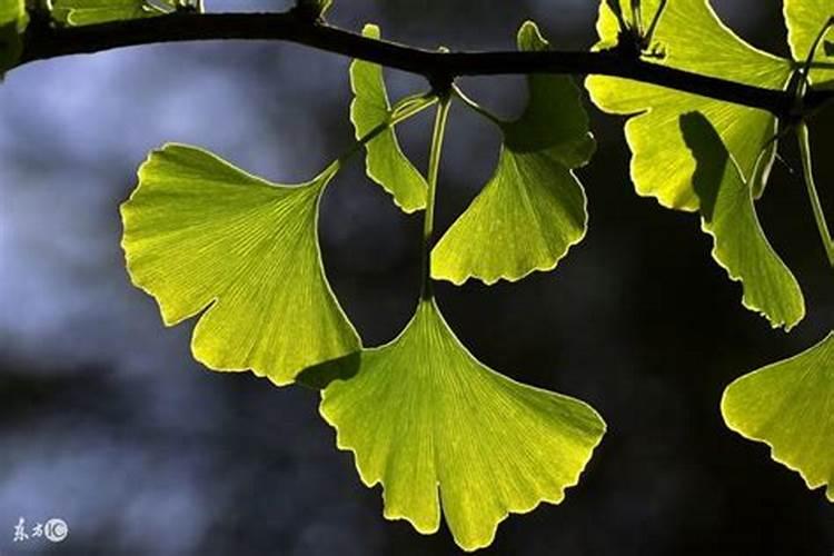 银杏树什么时候施肥