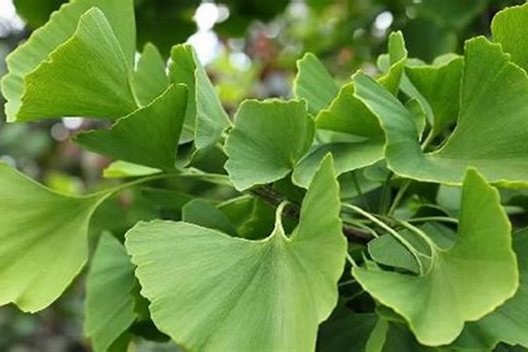 银杏的施肥方法