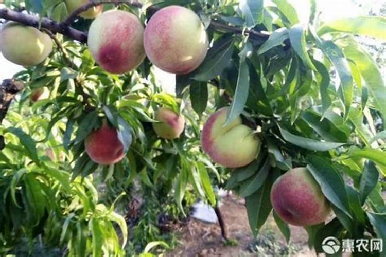 桃树膨果期用什么复合肥好？桃树座果期用哪些肥料好？