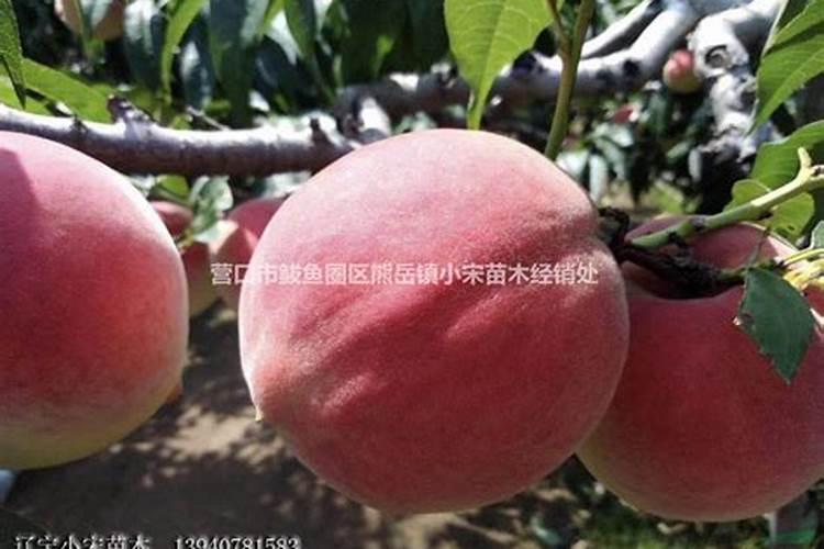 山东沃鲁特生产的奥星沃鲁施果树专用肥质量好吗