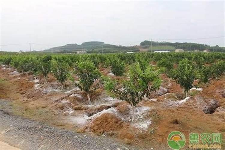 果树冲施肥多久用一次,冲施肥与水溶肥的区别,冲施肥的效果怎么样？