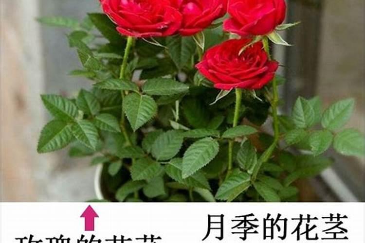 大棚玫瑰花天冷棚膜没有及时放下,花芽吹绿了怎么办？