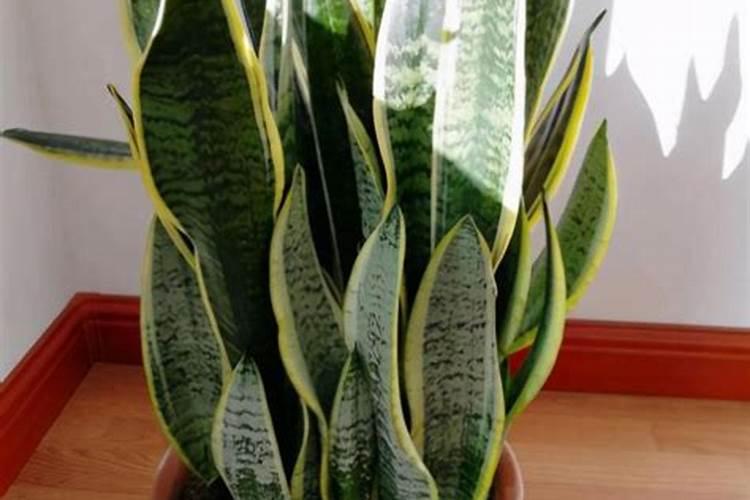 虎皮兰都上什么肥料