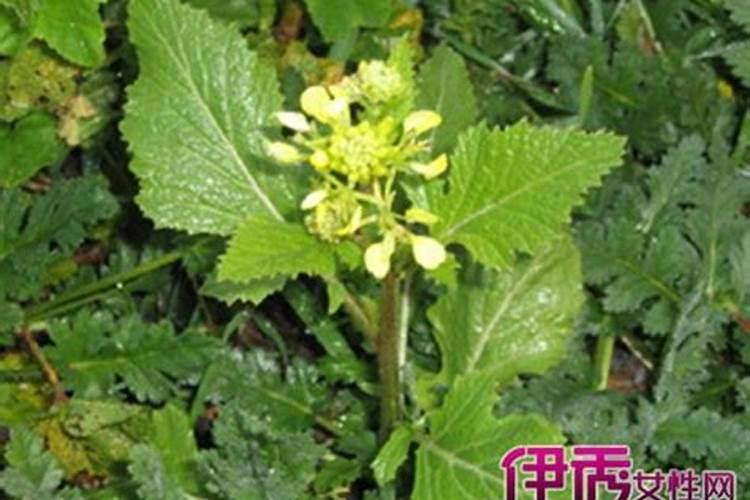 芥菜黄叶是什么原因
