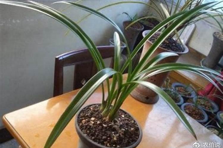 墨兰开花期间怎么养护