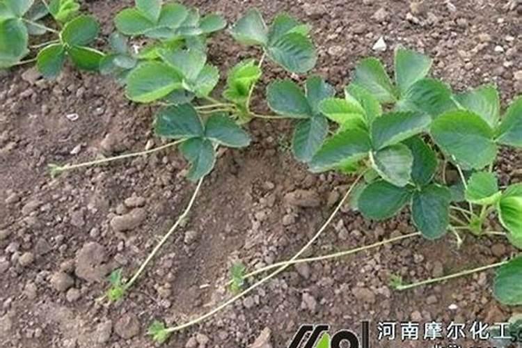 草莓用什么叶面肥效果好？草莓用什么肥料结果多？