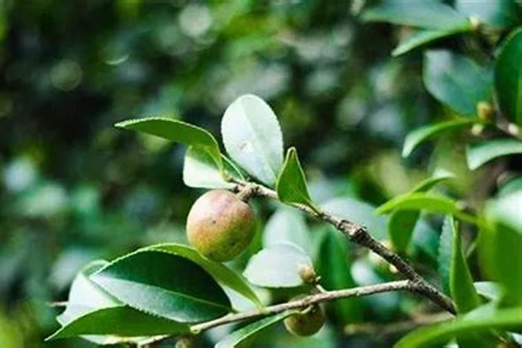 油茶树施什么肥长得快