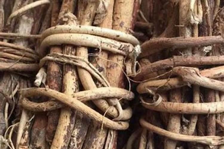 五指毛桃种植方法有那几种