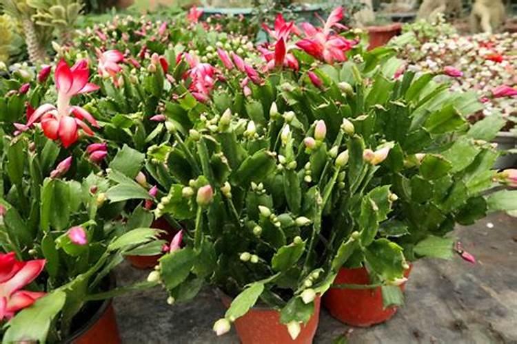 蟹爪兰开花应该用什么肥料