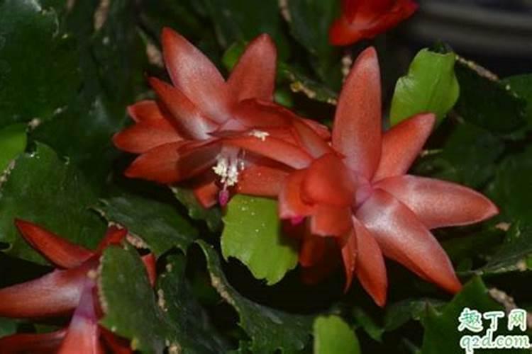 蟹爪兰开花应该用什么肥料