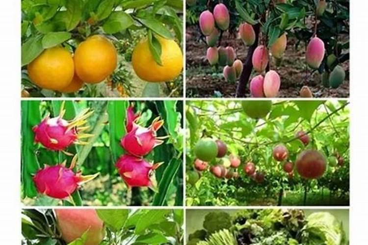 冬枣树环剥后,树叶发黄应喷啥叶面肥？