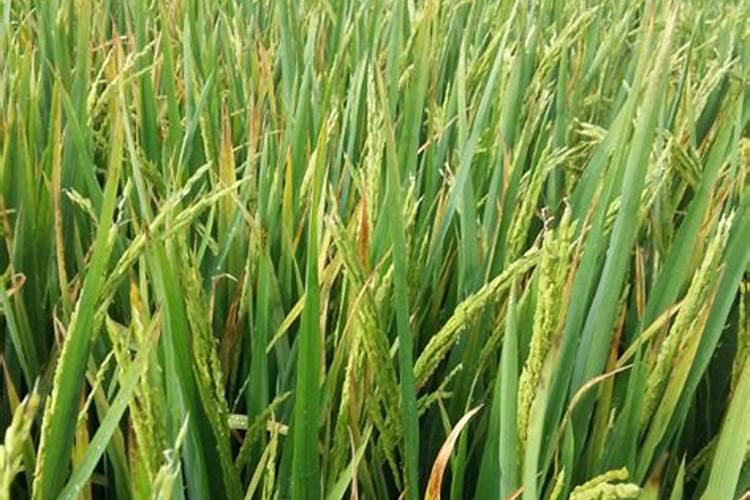 水稻叶尖发黄干枯是什么原因