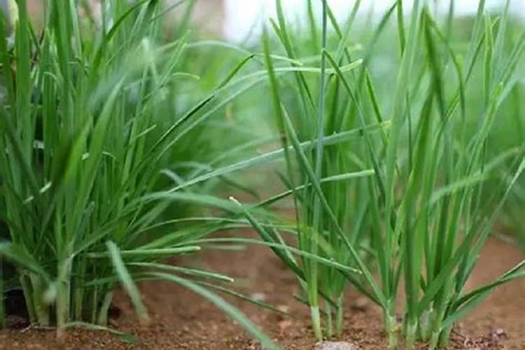 引发韭菜干尖的因素都有什么？