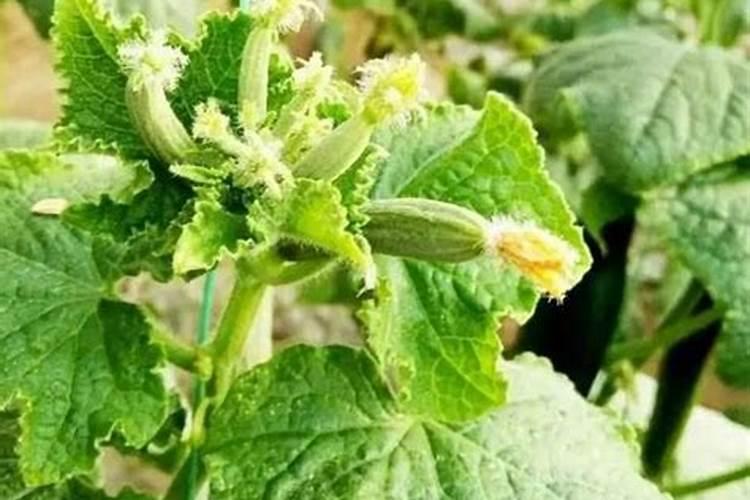 黄瓜秧下瓜20天左右,有点花打顶,秧子细该怎么施肥