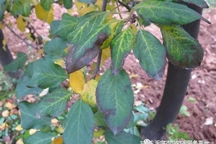 盆栽橙子树怎么养