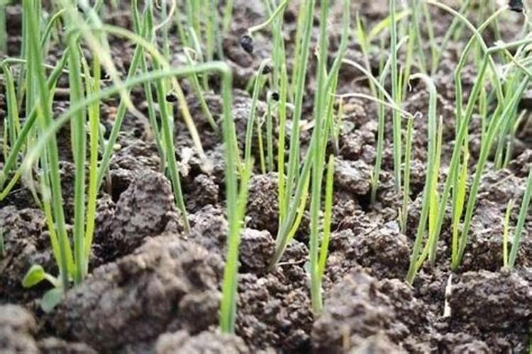 洋葱施什么肥最好
