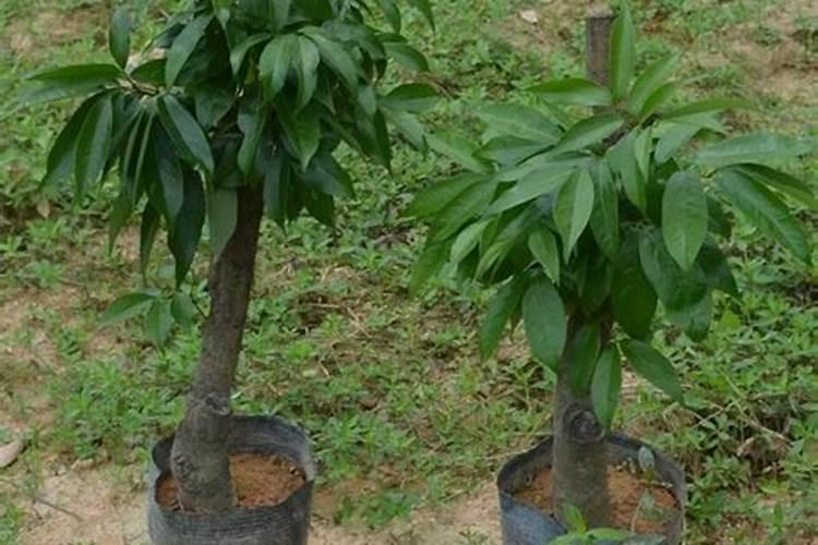 荔枝树什么时候脱枝换盆