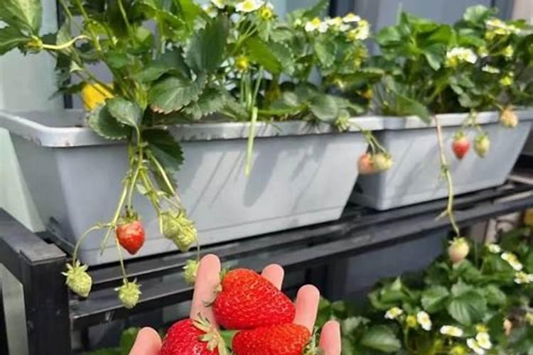 开花结果时施什么肥