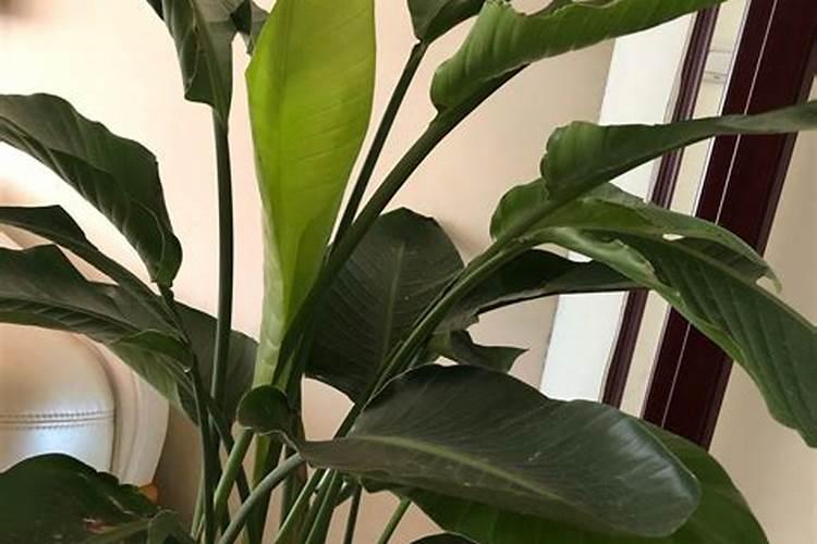 天堂鸟的养护方法