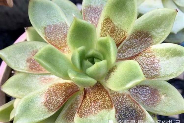 多肉需要什么肥料