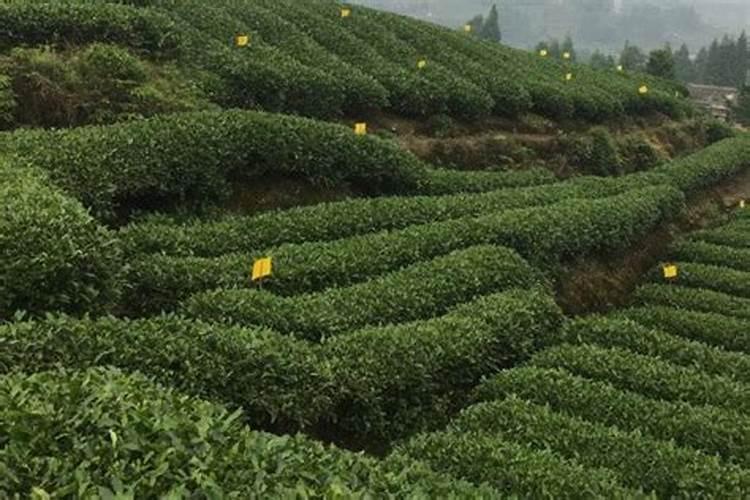 什么肥能促进茶叶树生长