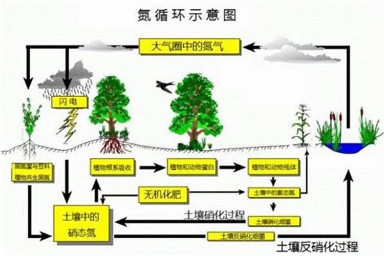 黄瓜开花时需要肥料吗