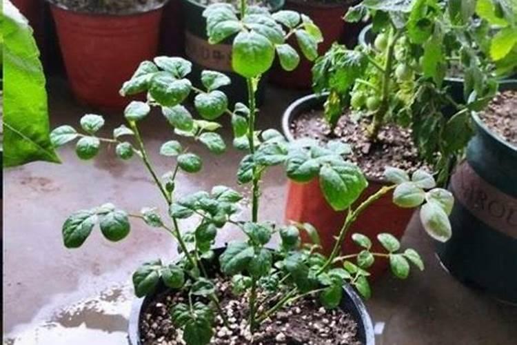 月季冬季施肥方法