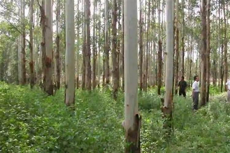 桉树追肥用什么肥料好