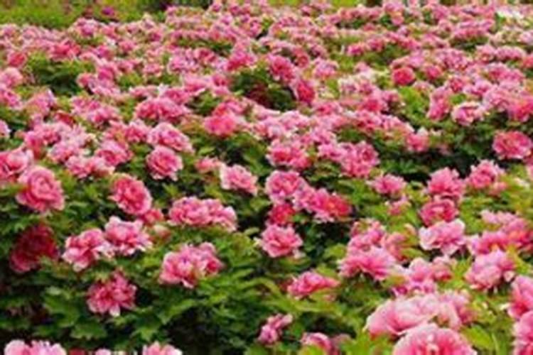 牡丹地里可以打除草剂吗