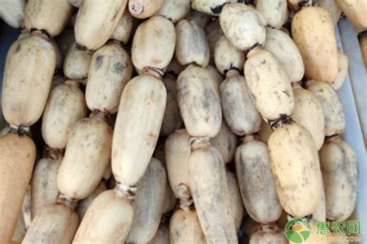 莲藕种植农家肥和化肥那样更好