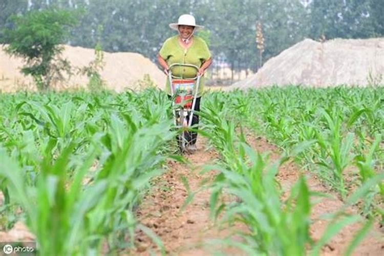 玉米出穗期667平需要氮肥多少