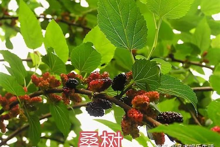 史丹利膨果肥有哪几种