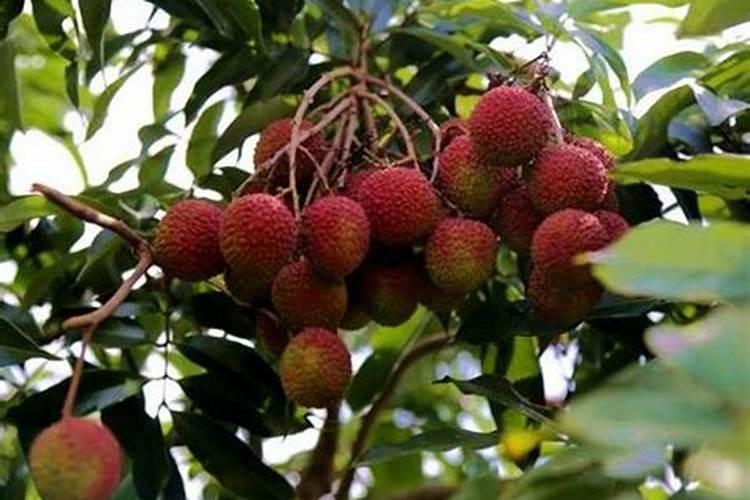 荔枝树什么时候施肥