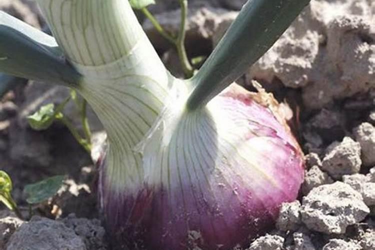 洋葱什么时间施肥好？洋葱膨大剂什么时候可以打？