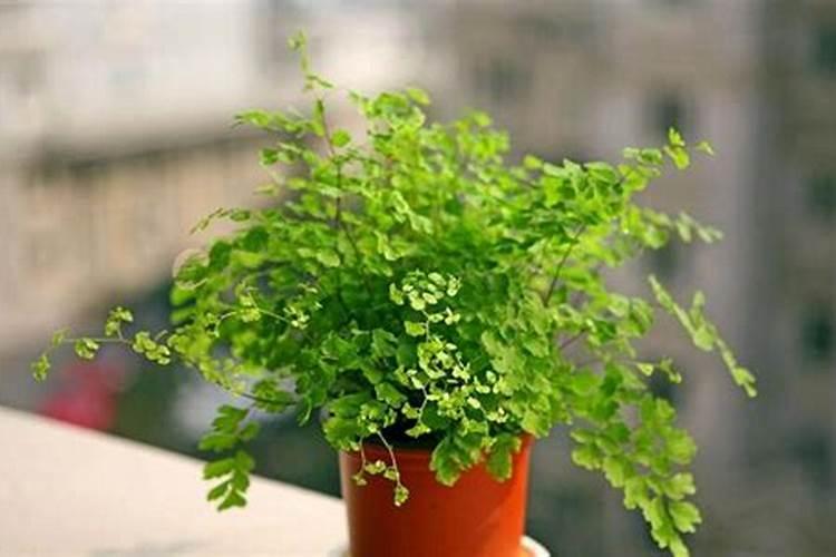 铁线蕨要怎么养才会枝繁叶茂