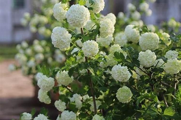 木绣球怎么养最合适呢？